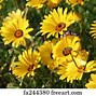 Image result for Sunflower Home Screen