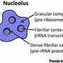 Image result for rRNA Ribosomal RNA