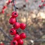 Image result for Red Round Things