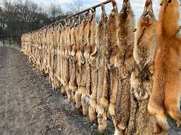Image result for Coyote Wall Hanger