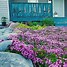 Image result for Creeping Thyme Ground Cover