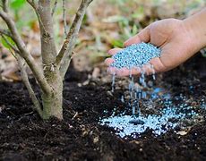 Image result for Best Tree Fertilizer
