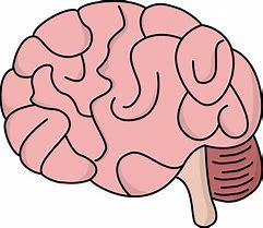 Image result for Human Brain Size Inside