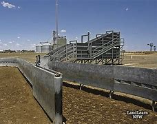 Image result for Filthy Cattle Feedlots USA