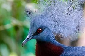 Image result for A Roc Bird