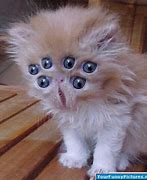 Image result for Cute Creepy Cat
