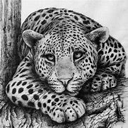 Image result for Pen and Ink Animal Drawings