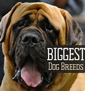 Image result for Giant Dog Breeds With