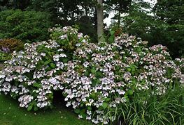 Hydrangea macrophylla Libelle 的图像结果