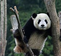 Image result for Big Giant Panda