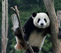 Image result for Giant Panda Tail