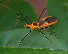 Image result for Insect Cricket Artwork