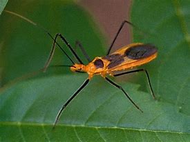 Image result for Cricketr Insect