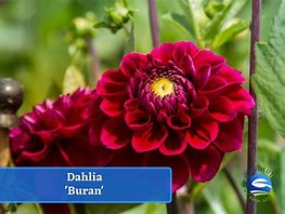 Dahlia Buran に対する画像結果