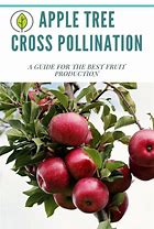 Image result for Honeycrisp Apple Tree Pollination