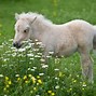 Image result for Unusual Horse Breeds
