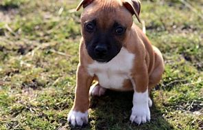 Image result for American Bully XL