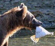 Image result for Bear Eating an Otter
