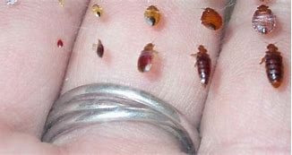 Image result for bed bugs larva identify