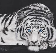 Image result for White Tiger Face Drawing