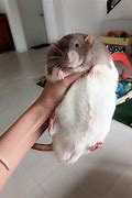 Image result for Fancy Little Fat Rat