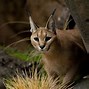 Image result for Animals Predators with Pointy Ears