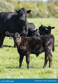 Image result for Black Angus Cow and Calf