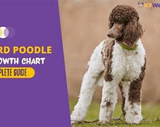 Image result for Standard Poodle Weight Chart