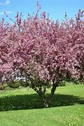 Image result for Crab Apple Trees