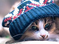 Image result for Cool Kitty Cats