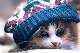 Image result for Cool Cat Images