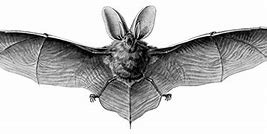 Image result for All Types of Bats