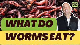 Image result for What Can Worms Eat
