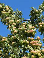 Image result for Malus Domestica Apple Tree