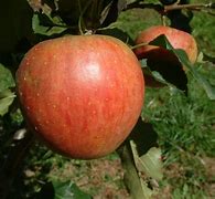 Image result for Late-Season Apple Varieties