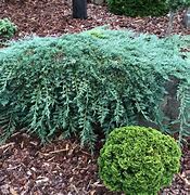 Image result for Juniperus horizontalis Icee Blue