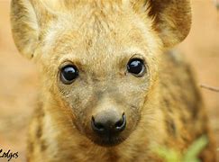 Image result for hyenas as pets in nigeria