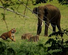 Image result for Forest with Elephant Tiger