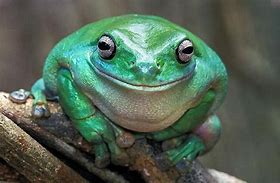 Image result for Smiling Fat Dumpy Tree Frog