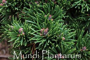 Pinus mugo Suzy-এর ছবি ফলাফল