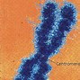 Image result for Animal Chromosomes