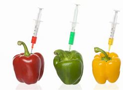 Image result for Genetically Modified Food Crops