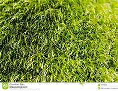 Image result for Fuzzy Ground Cover Moss