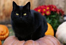 Image result for Whitte Cat Halloween