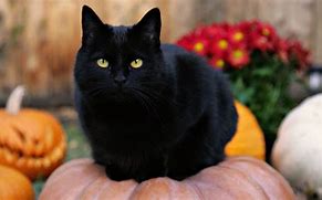 Image result for Cute Cat Halloween Pics
