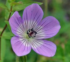 Image result for Geranium Sweet Heidy (r)