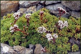 Image result for Crassula setulosa Milfordiae