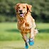 Image result for Big Shoes to Fill Pic Dog