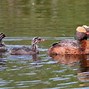 Image result for Podiceps auritus