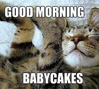 Image result for Funny Cat Meme Good Morning